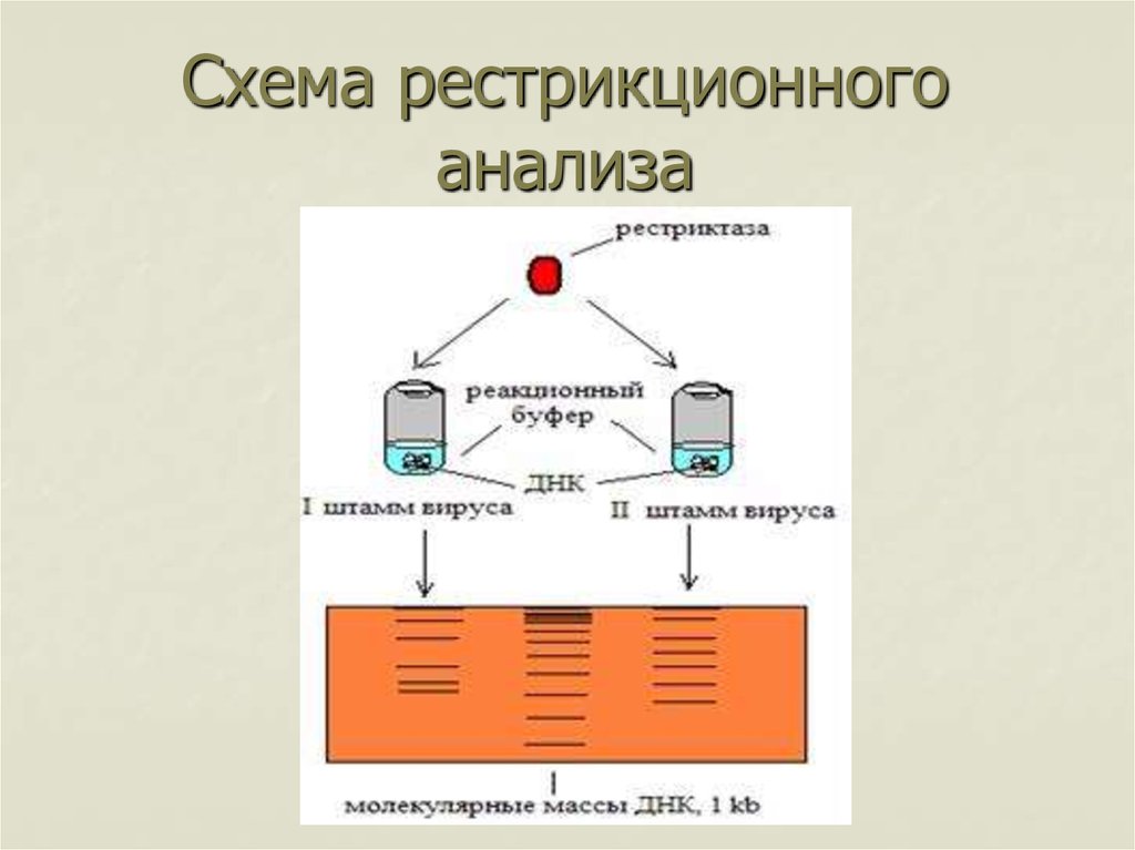 Карта рестрикционная это