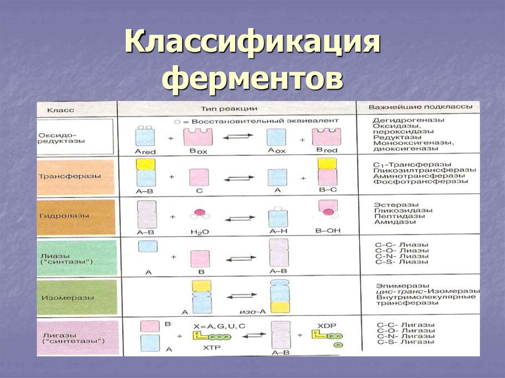 Классы ферментов