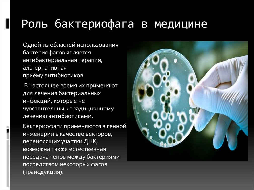 Презентация бактерий в жизни человека. Роль бактериофагов в медицине. Значение бактериофагов в медицине. Роль бактериофагов в жизни человека. Использование бактериофагов в медицине.