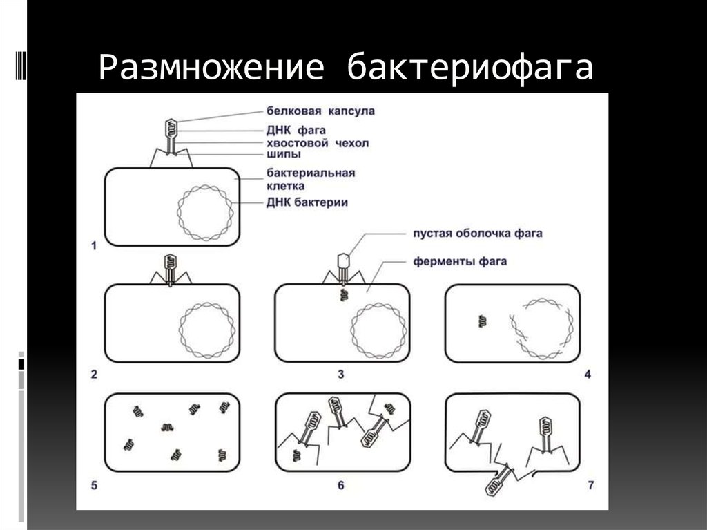 Цикл бактерии. Жизненный цикл вируса бактериофага. Бактериофаг строение и размножение. Размножение вируса бактериофага. Бактериофаги микробиология.