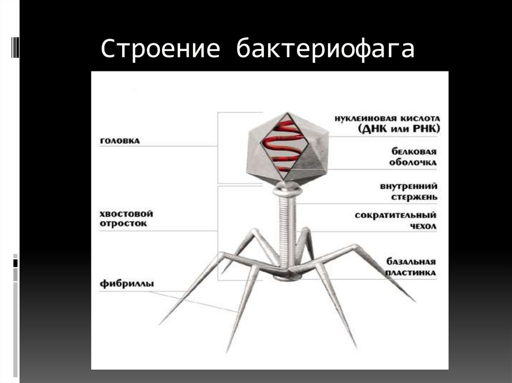 Каково строение вируса кратко. Бактериофаг функции структур. Структурные элементы бактериофага. Функции частей бактериофага. Функции структур вируса бактериофага.