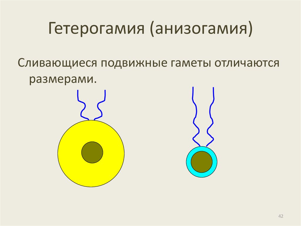 Изогамия. Изогамия гетерогамия оогамия. Гетерогамия размножение. Половое размножение изогамия гетерогамия. Изогамия анизогамия оогамия.