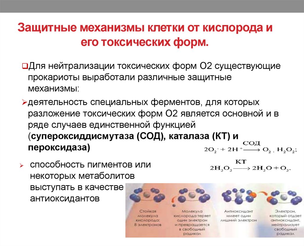 Механизмы клетки. Механизмы защиты клетки от окислительных процессов. Механизмы защиты от активных форм кислорода. Механизмы защиты от токсического действия кислорода. Токсические формы кислорода.