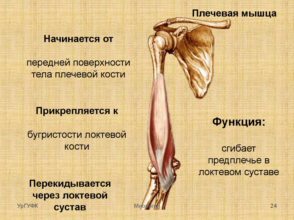 Место прикрепления. Плечевая мышца прикрепление функции. Гребень малого бугорка плечевой кости мышца. Мышцы плечевого пояса начало прикрепление. Крепление мышц к плечевой кости.