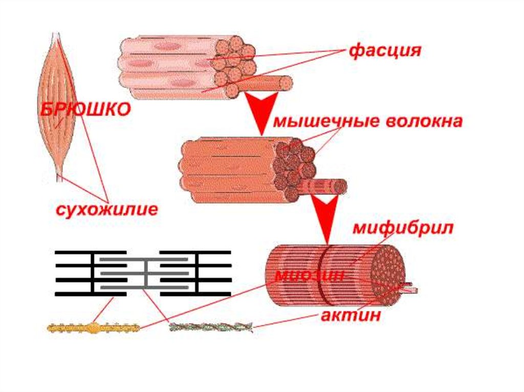 Рисунок мышечного волокна