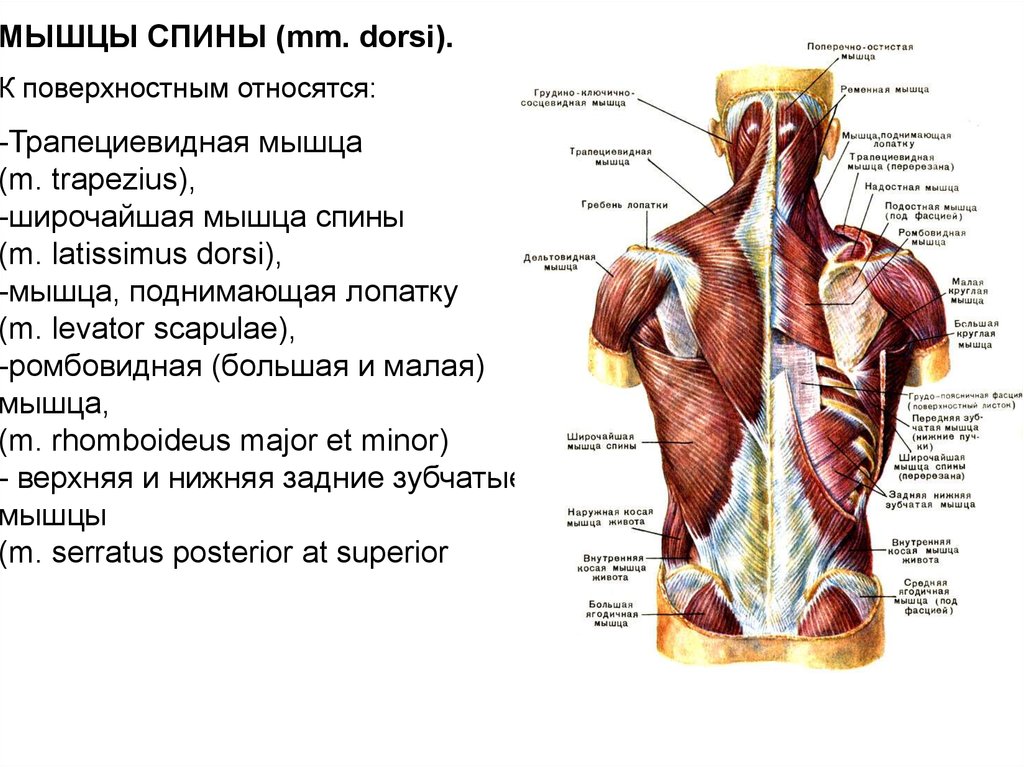 Какие мышцы относятся к мышцам. Строение спины сзади у человека нервы и мышцы. Иннервация трапециевидной мышцы спины. Строение спины сзади у человека. Широчайшая мышца спины топография.