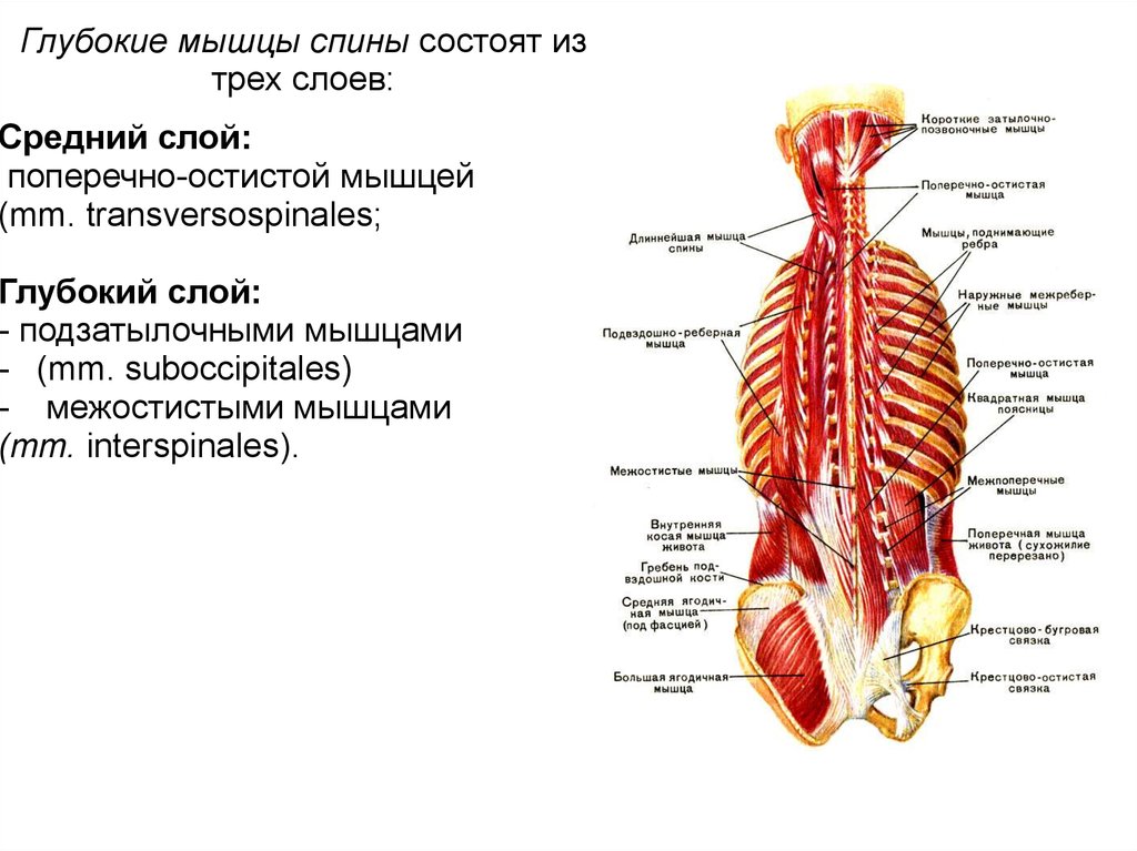 Глубокая поясница. Глубокие мышцы спины анатомия латынь. Мышцы спины поверхностные и глубокие слои анатомия. Глубокие мышцы поясницы анатомия. Поверхностные мышцы спины анатомия латынь.