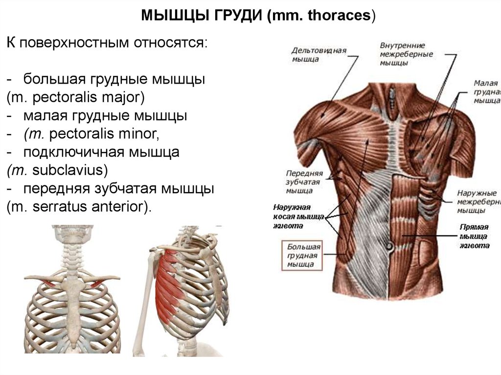 Мышцы грудной клетки человека фото