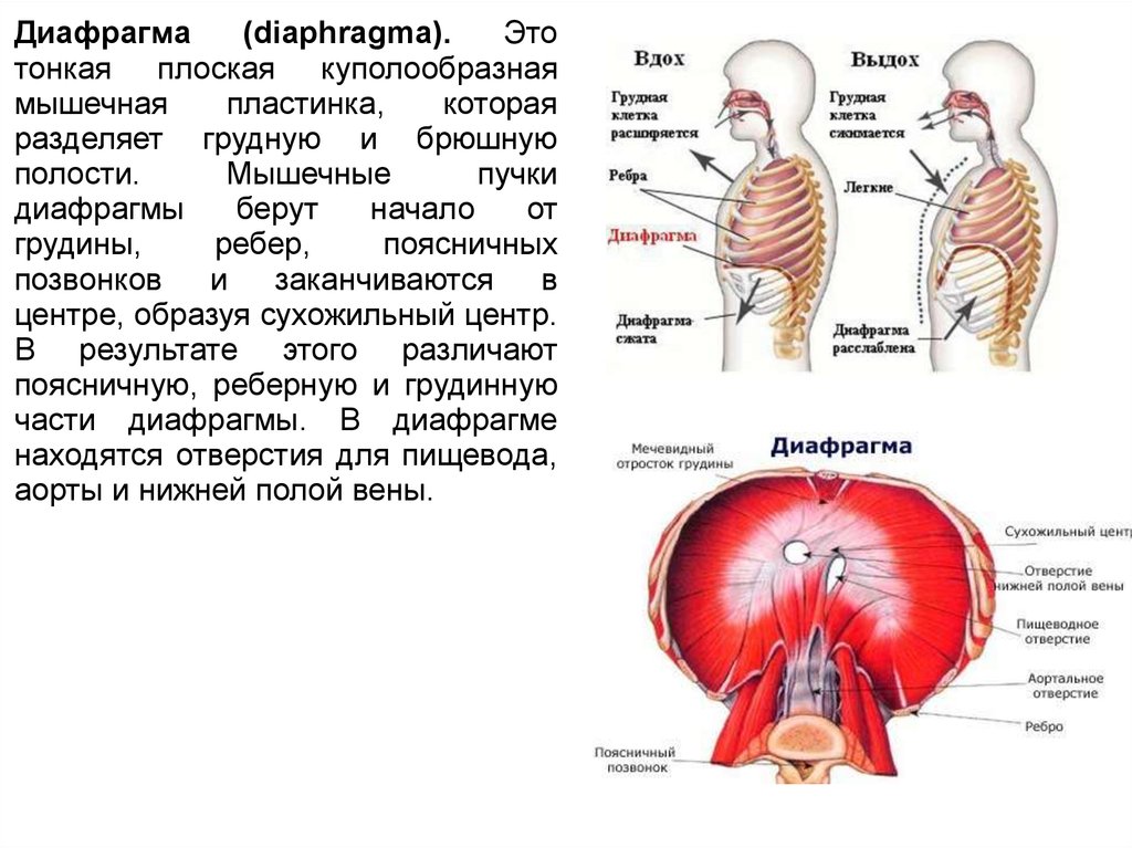 Три диафрагмы у человека. Диафрагма анатомия функции. Диафрагма мышца. Мышцы диафрагмы грудной. Мышечные пучки диафрагмы.