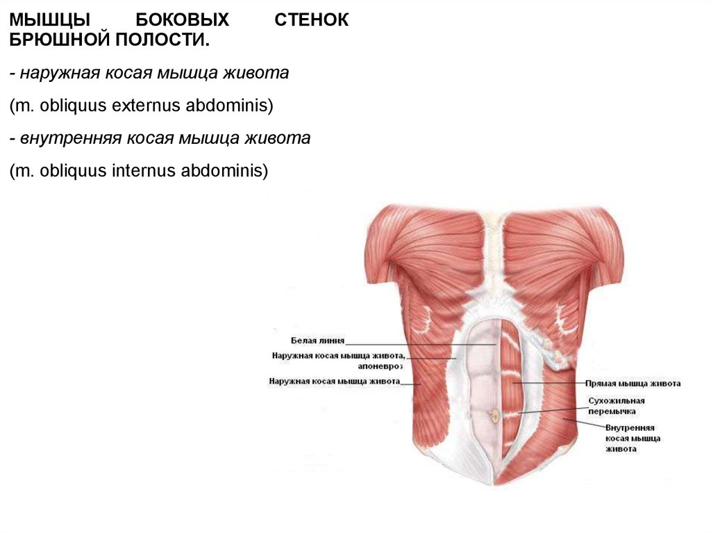 Стенки мышцы. Боковые мышцы брюшной стенки. Мышцы брюшной стенки поперечная мышца. Мышцы передней стенки брюшной полости. Мышца боковой стенки брюшной полости.