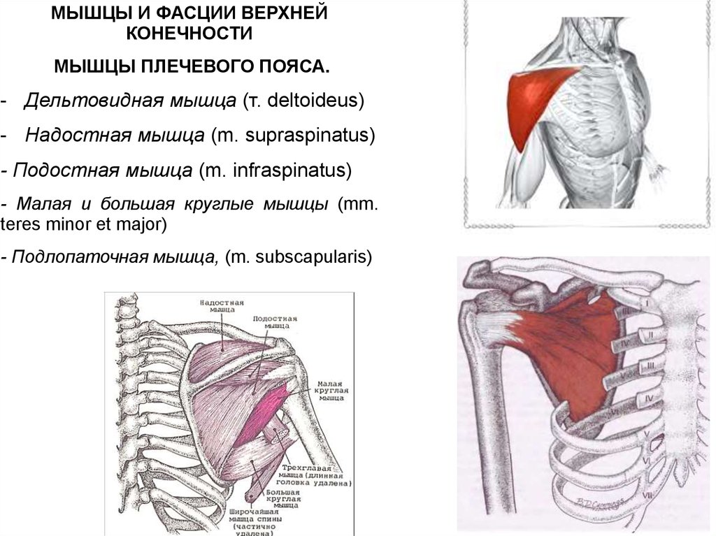 Надостная мышца. Надостная мышца плечевого пояса. Мышцы плечевого пояса дельтовидная надостная подостная. Мышцы плечевого пояса анатомия надостная. Мышцы, фасции и топография плечевого пояса и плеча.