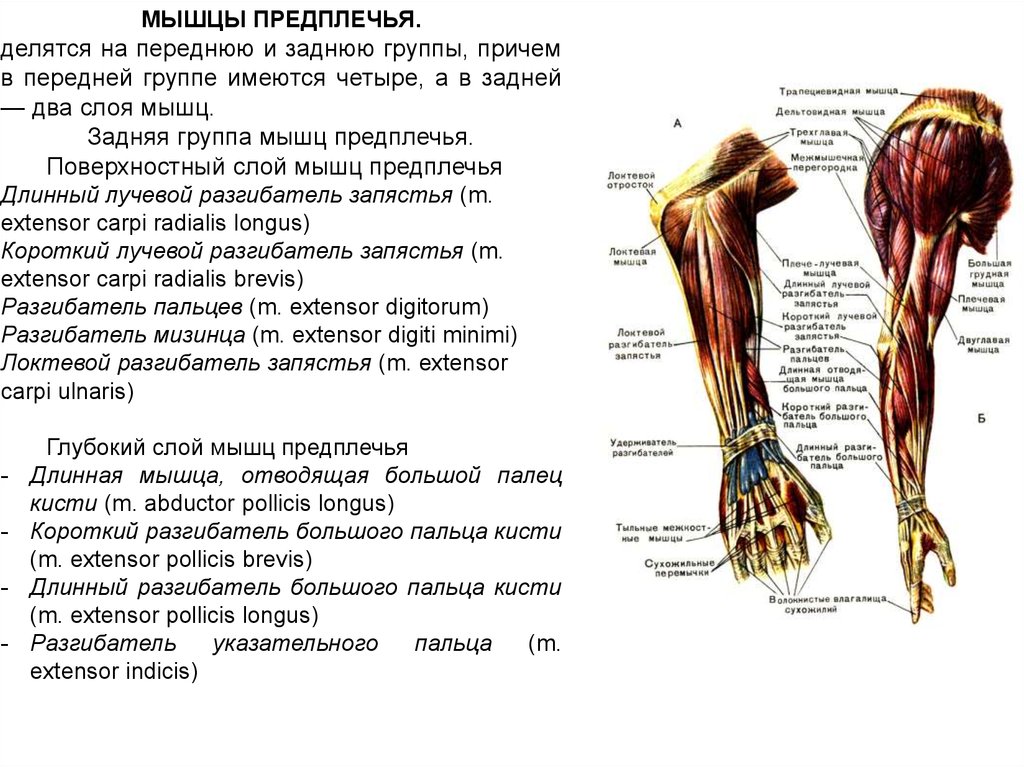 Анатомия мышц рук человека. Мышцы верхних конечностей анатомия функции. Мышцы предплечья анатомия функции. Мышцы верхней конечности, пояса и предплечья. Мышцы пояса верхней конечности функции.