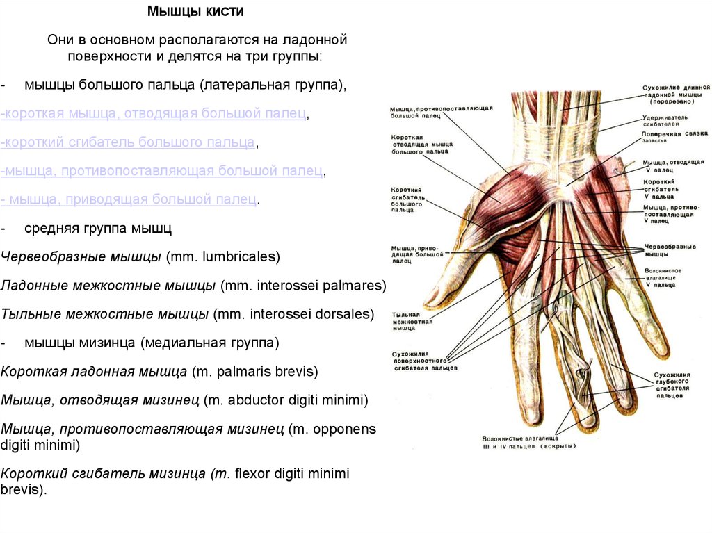 Поверхность запястья. Мышцы кисти ладонная поверхность. Латеральные мышцы кисти. Мышцы кисти латеральная группа. Тыльные межкостные мышцы кисти.