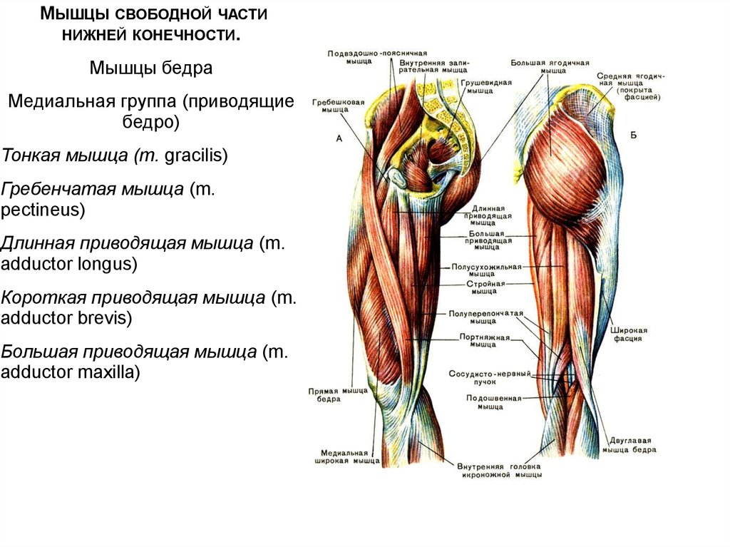 Бедро часть тела человека. Основные мышцы нижней конечности анатомия. Мышцы пояса нижней конечности передняя группа.