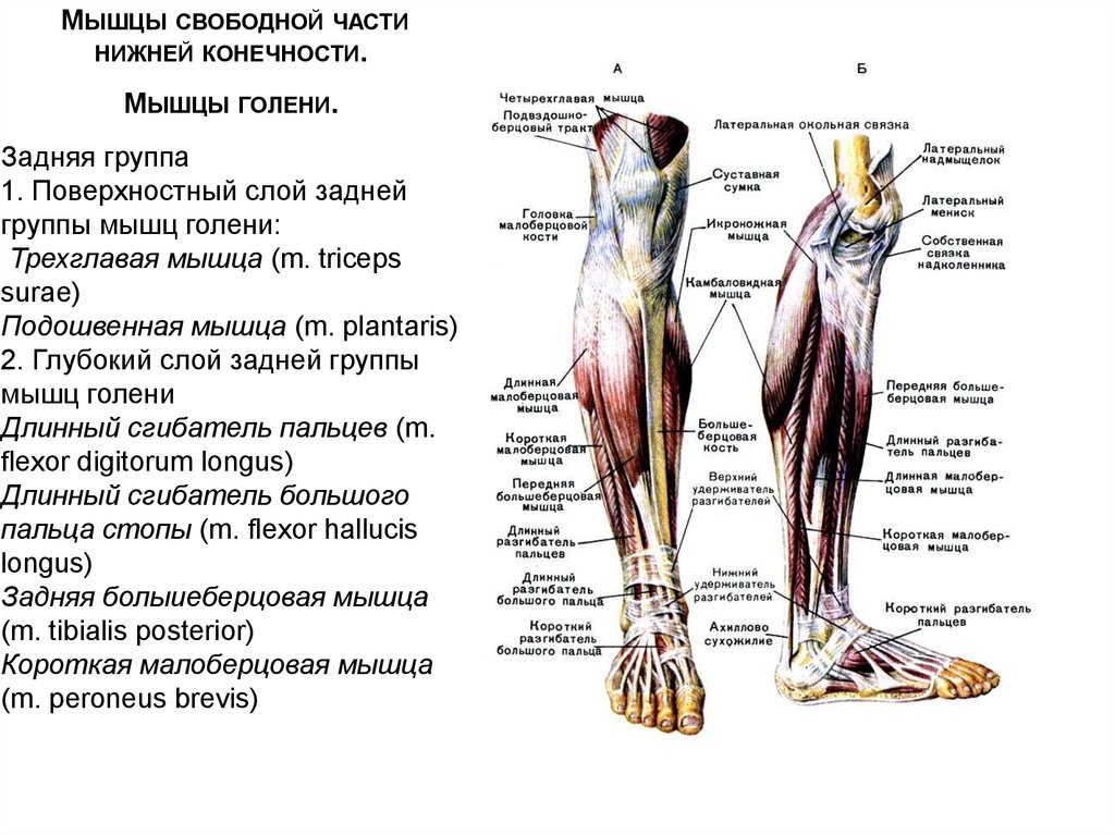 Часть ноги на б. Анатомия мышц голени передняя группа. Анатомия передней большеберцовой мышцы. Строение икроножной мышцы спереди. Мышцы голени передняя большеберцовая мышца.