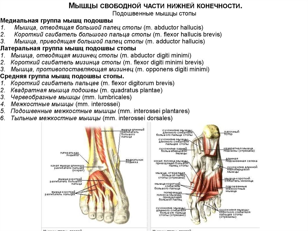 Мышцы стопы анатомия человека рисунок с подписями