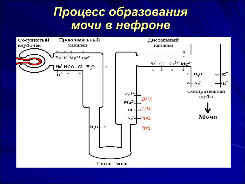 Образуется в процессе. Процесс образования мочи кратко. Процессы образования моч. Процессы участвующие в образовании конечной мочи. Процесс образования мочи в нефроне.