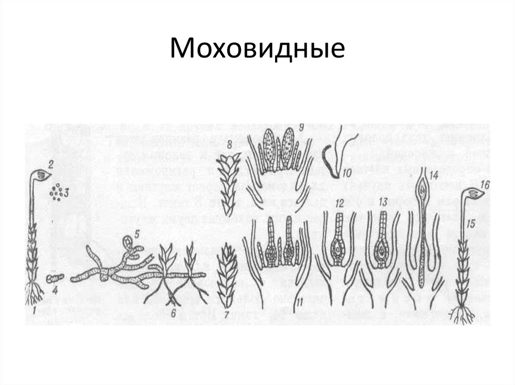 Тест споровые растения 7 класс биология