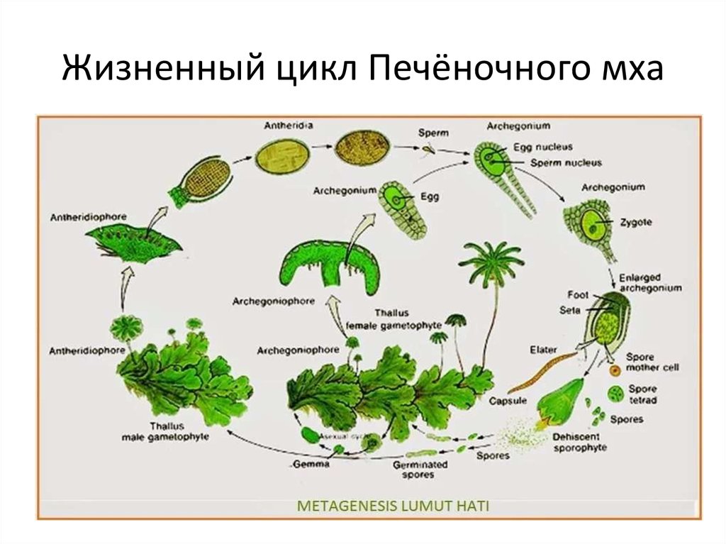 Маршанция рисунок с подписями