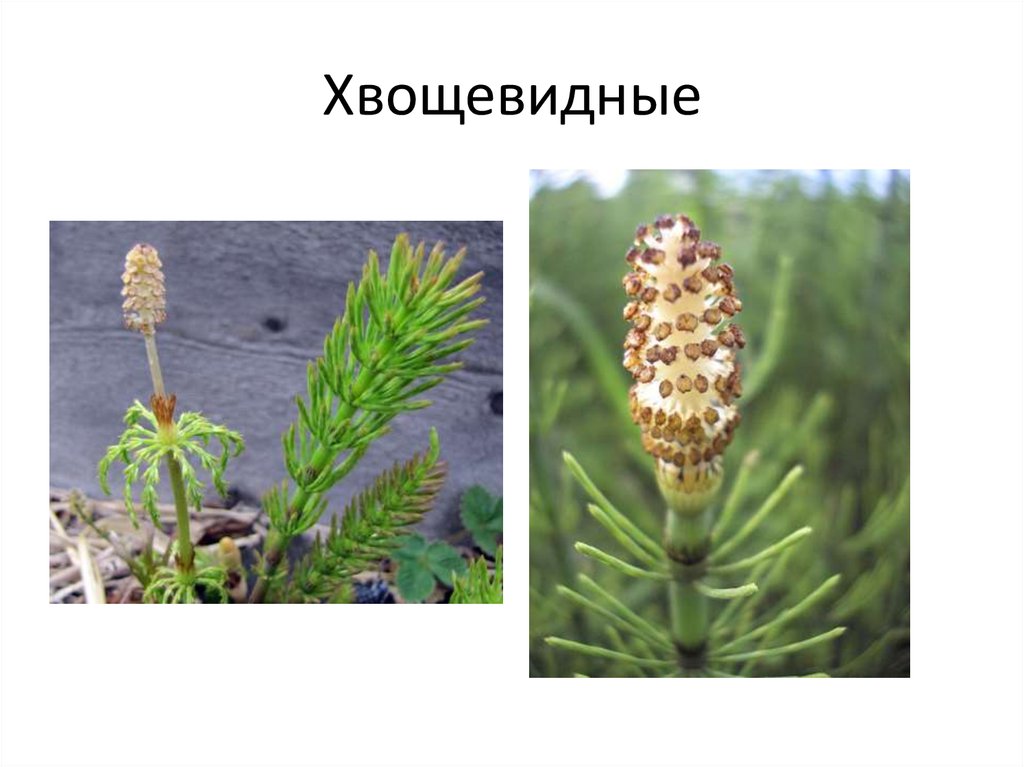 Хвощи это споровые растения весной появляются. Хвощевидные. Ископаемые Хвощевидные. Как отличить споровые растения от семенных.