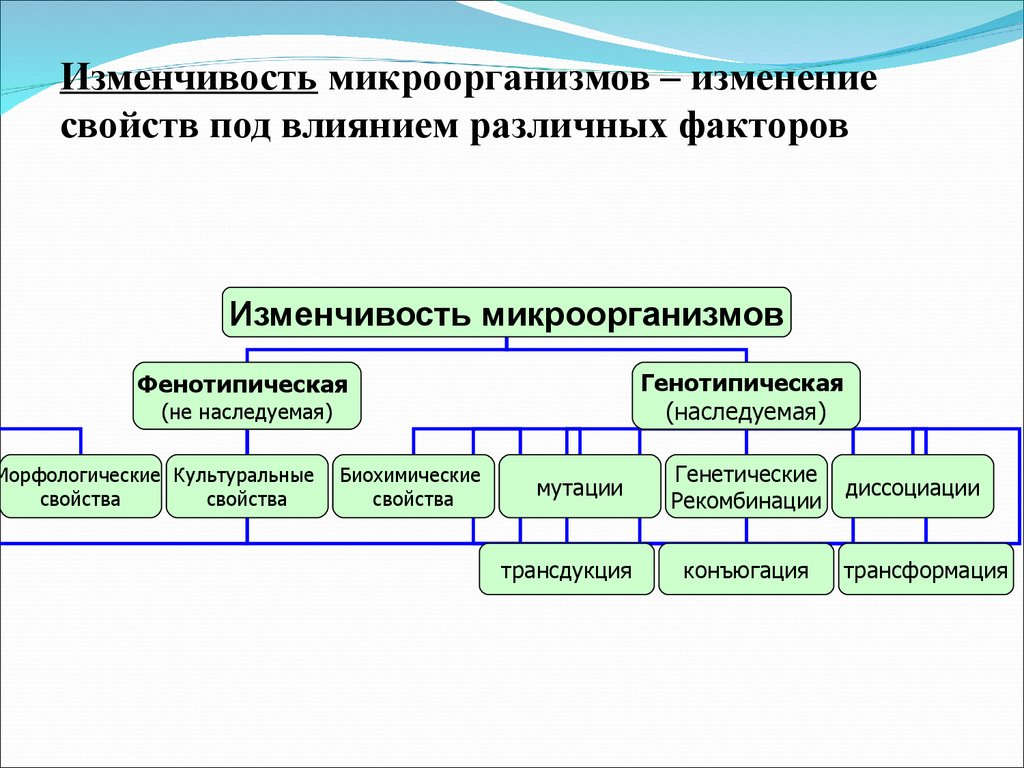 Изменчивость генетика