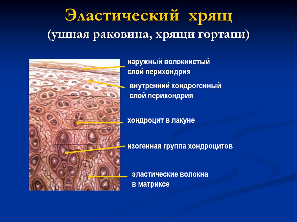 Какой тканью образован. Эластический хрящ гистология препарат. Эластический хрящ ушной раковины. Строение эластического хряща. Эластический хрящ ушной раковины свиньи.