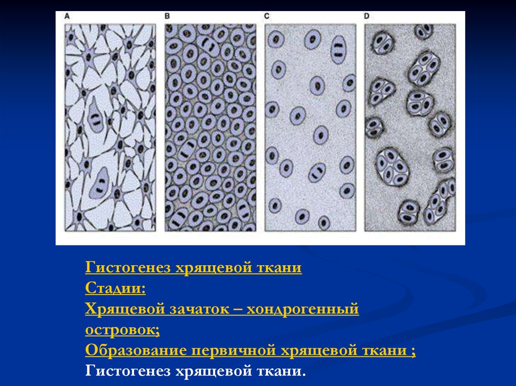 Вид соединительной ткани хряща. Клетки хрящевой соединительной ткани рисунок. Гистогенез хрящевой ткани. Хрящевая соединительная ткань. Гистогенез соединительной ткани.