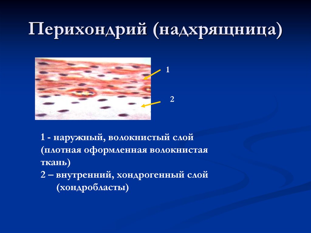 Преобладающая ткань. Надхрящница строение и функции. Функции слоев надхрящницы. Строение надхрящницы гистология. Строение надхрящницы.