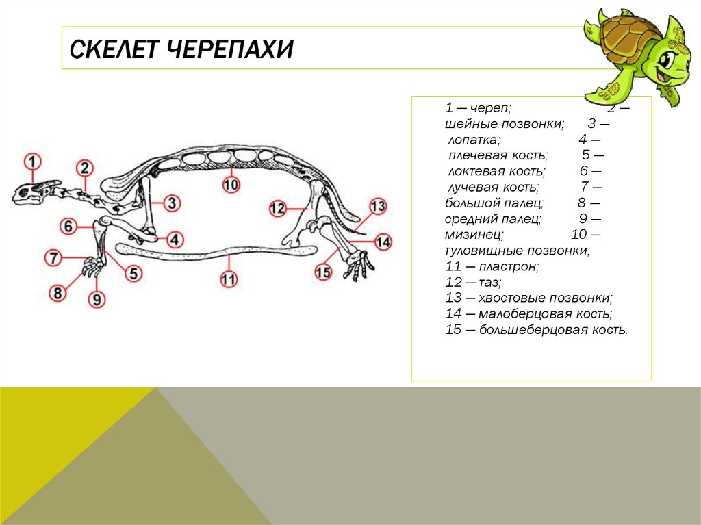 Объясните руководствуясь этой схемой формирование мощного панциря у предков современной черепахи