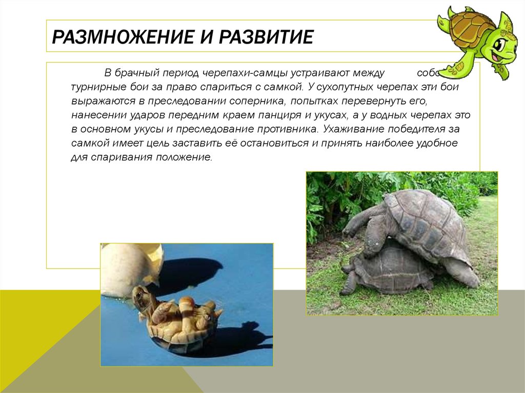 Какой тип питания характерен для среднеазиатской черепахи. Черепахи размножение. Размножение и развитие черепах. Тип развития черепахи. Схема развития черепахи.