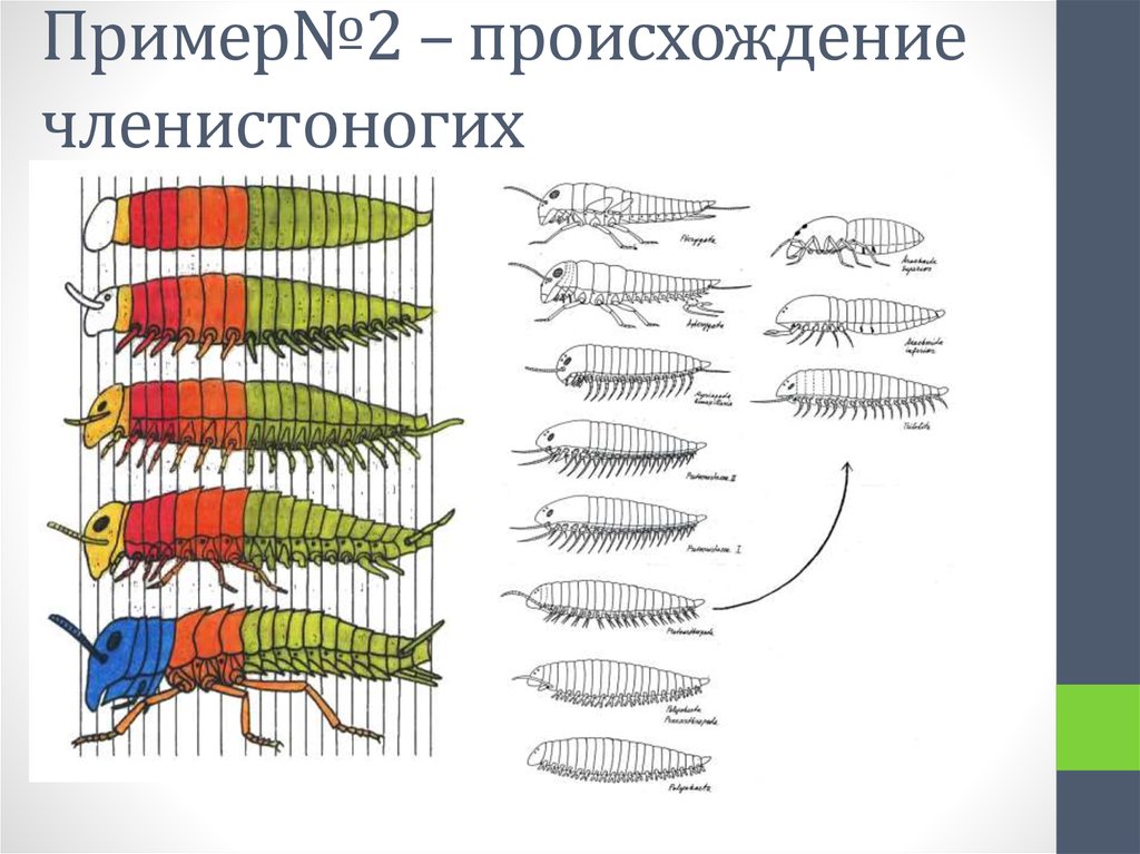 Предки насекомых