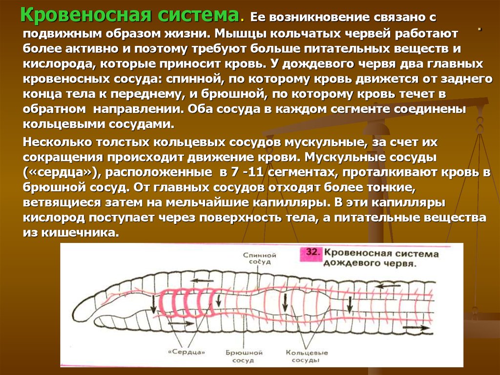 Наличие кровеносной системы дождевого червя. Кровеносная кольчатых червей. Кровеносная система дождевого червя обеспечивает. Кровеносная система червей. Кольцевые сосуды дождевого червя.