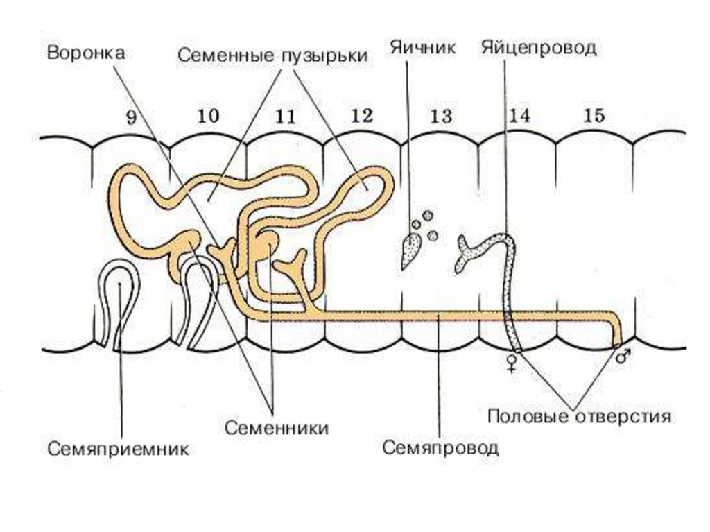 Кольчатые черви размножение. Строение половой системы кольчатых червей. Половая система дождевого червя схема. Система органов размножения кольчатых червей. Кольчатые черви строение половой системы.