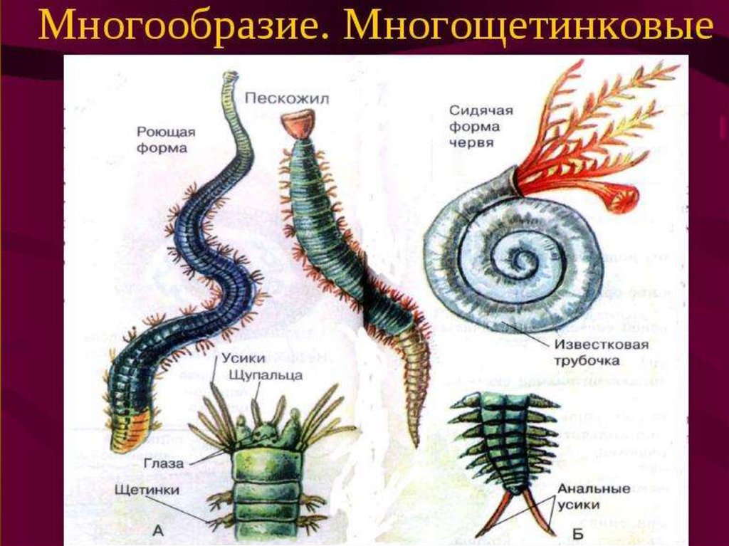 Систематические группы кольчатых червей