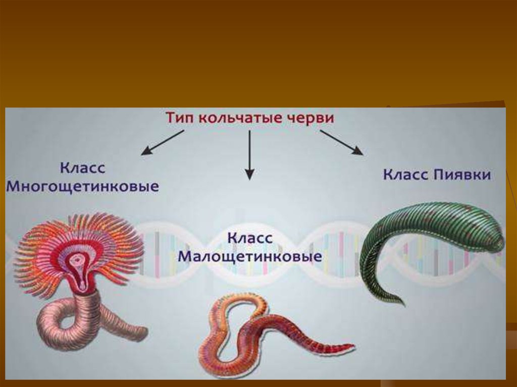 Кольчатые черви названия. Биология 7 класс типы кольчатых червей. Тип кольчатые черви .и кольчецы. Тип круглые черви и кольчатые черви. Представители кольчатых червей биология 7 класс.