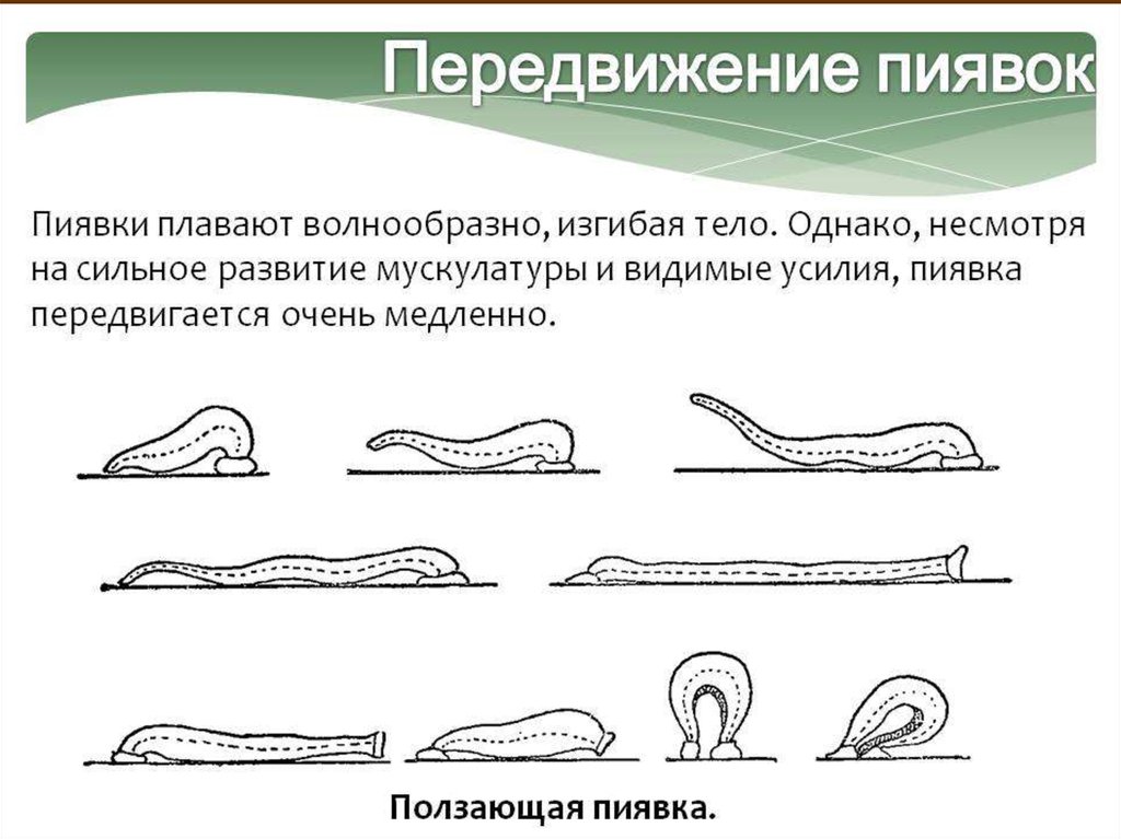 Передвижение. Цикл развития пиявки схема. Схема передвижения пиявки. Способ передвижения пиявки 7 класс биология.