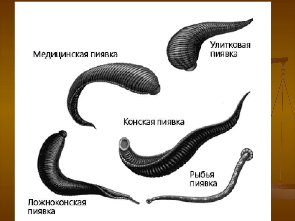 Пиявка кольчатый червь