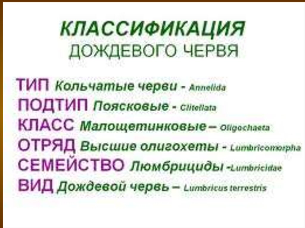 Дождевой тип. Дождевой червь классифицировать. Систематика поясковых червей. Классификация кольчатых. Олигохеты систематика.