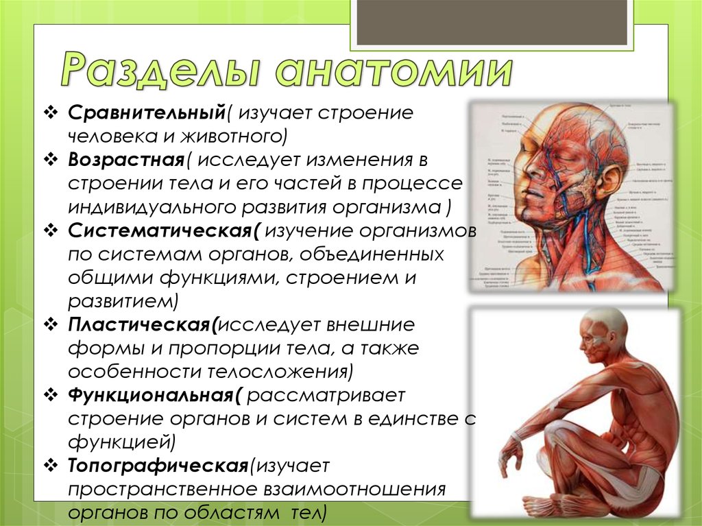 Анатомия человека мужчины с описанием фото
