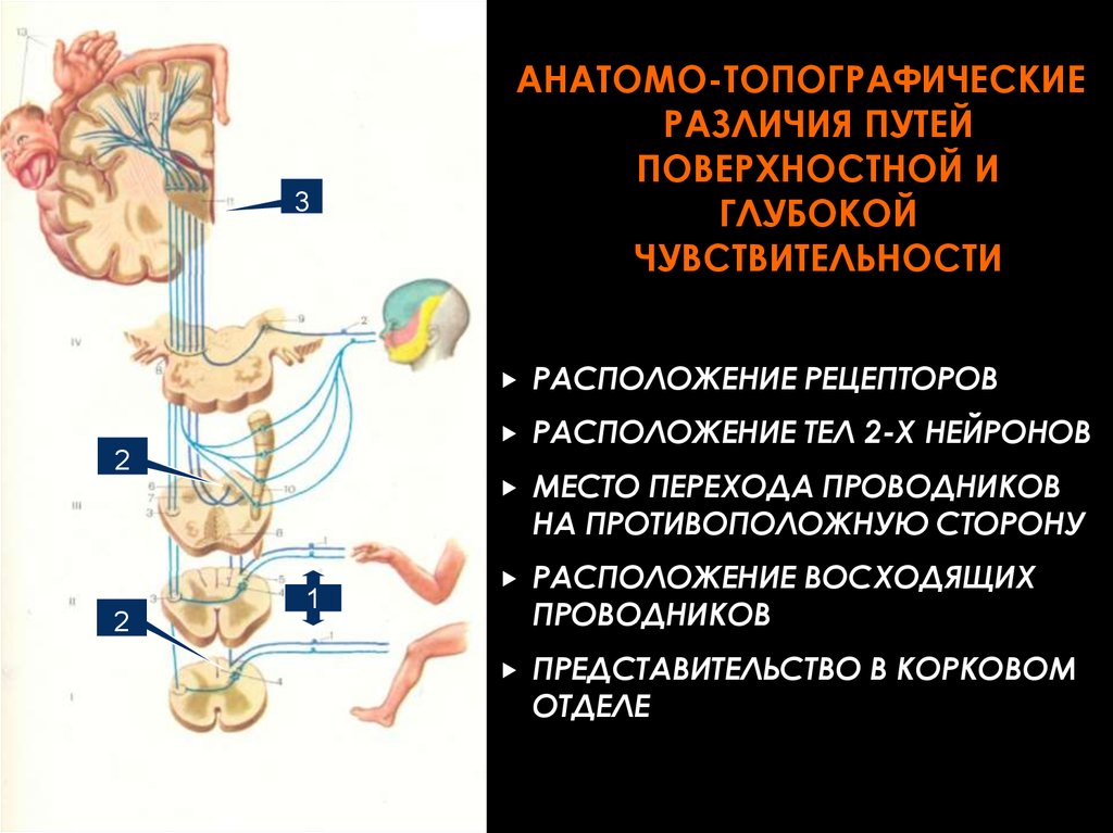 Поверхностная чувствительность. Проводники глубокой чувствительности неврология. Путь глубокой чувствительности неврология. Ход проводников пути поверхностной чувствительности. Схема проводников поверхностной чувствительности.