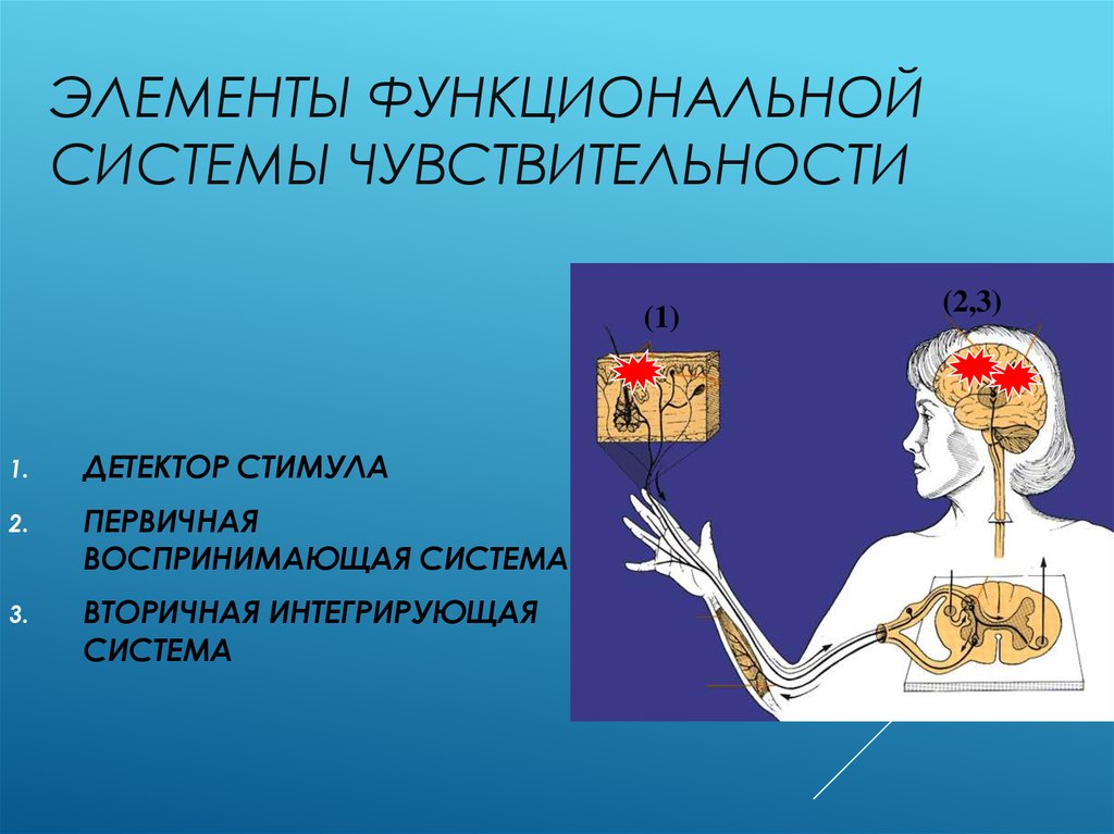 Чувствительность системы. Назовите элементы чувствительности системы здравоохранения. Чувствительная система. Особая чувствительная система это как.