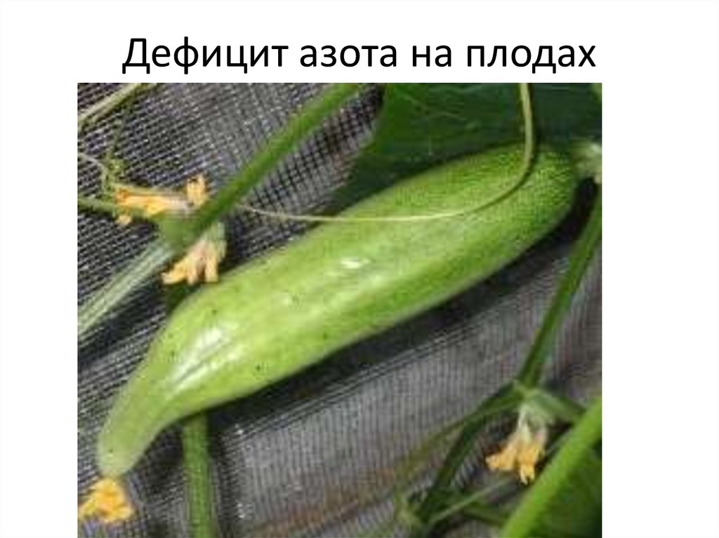 Дефицит азота на плодах