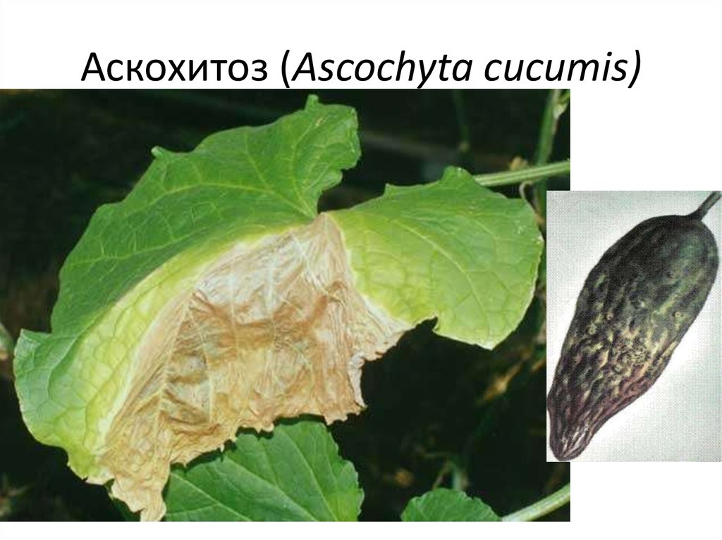 Аскохитоз (Ascochyta cucumis)