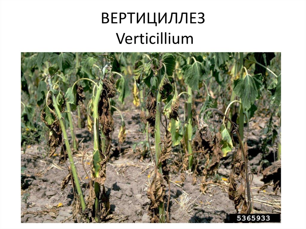 ВЕРТИЦИЛЛЕЗ Verticillium