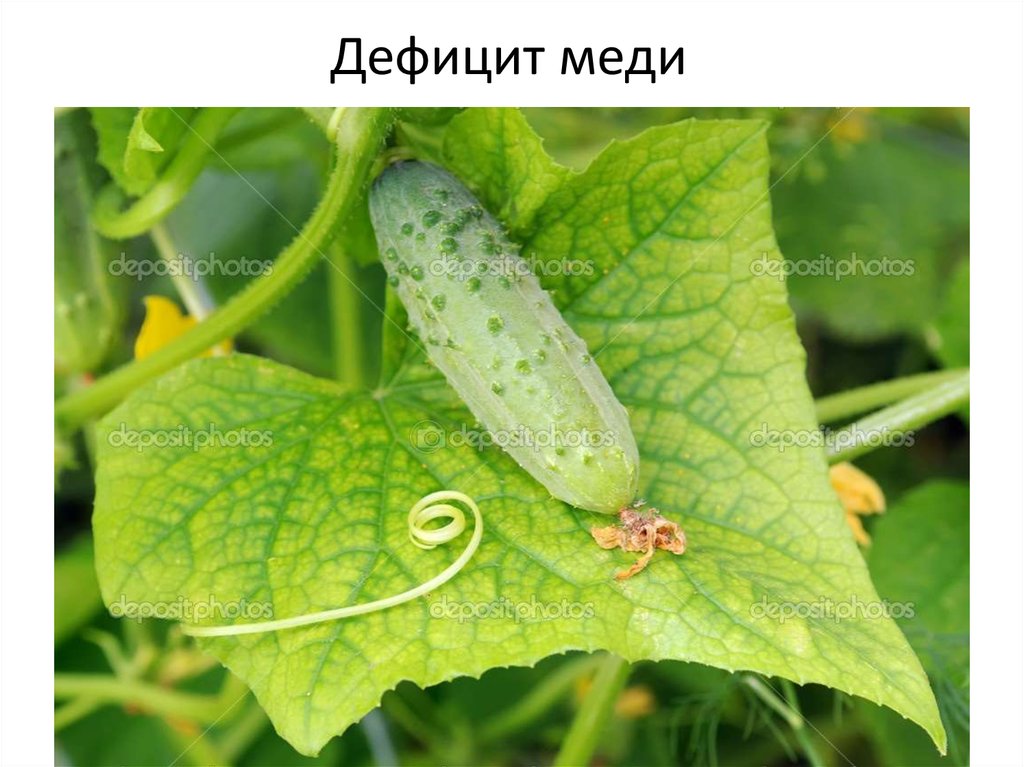 Дефицит меди