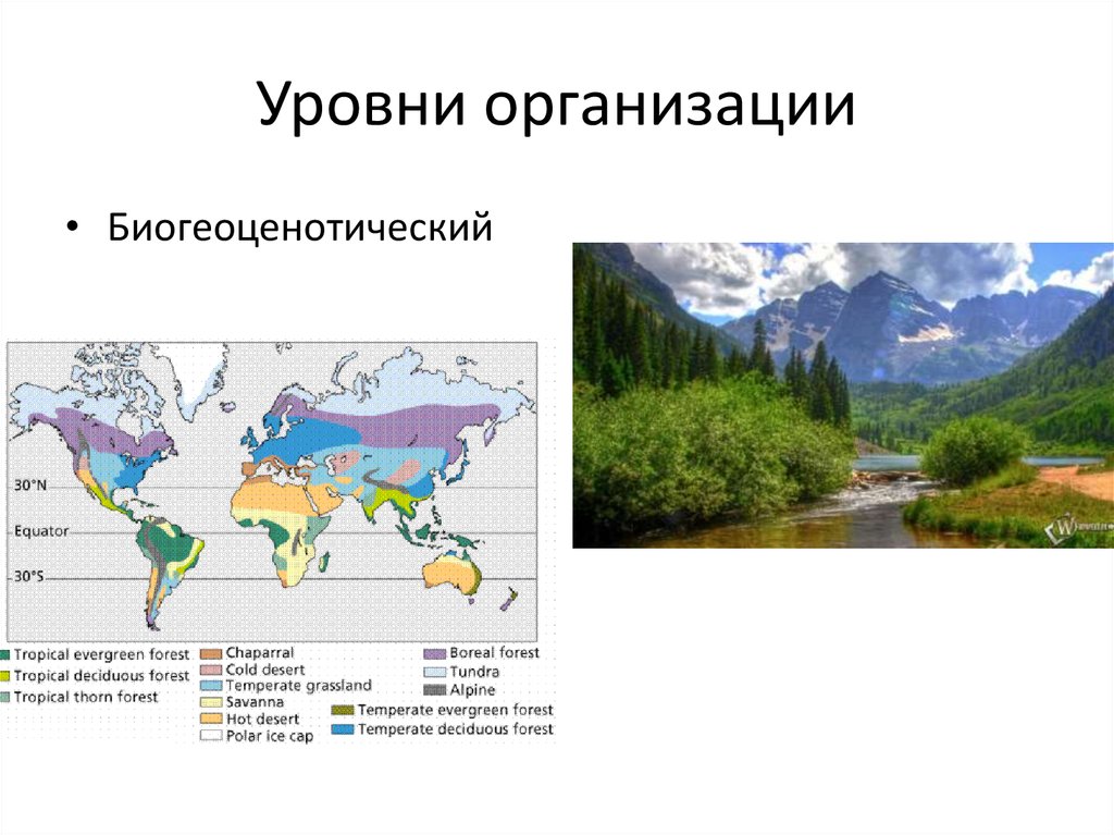 Уровни организации живого биоценотический. Биогеоценотический уровень организации живого. Биогеоценотический уровень организации жизни. Уровни организации человека биогеоценотический. Биогеоценотический уровень организации жизни процессы.