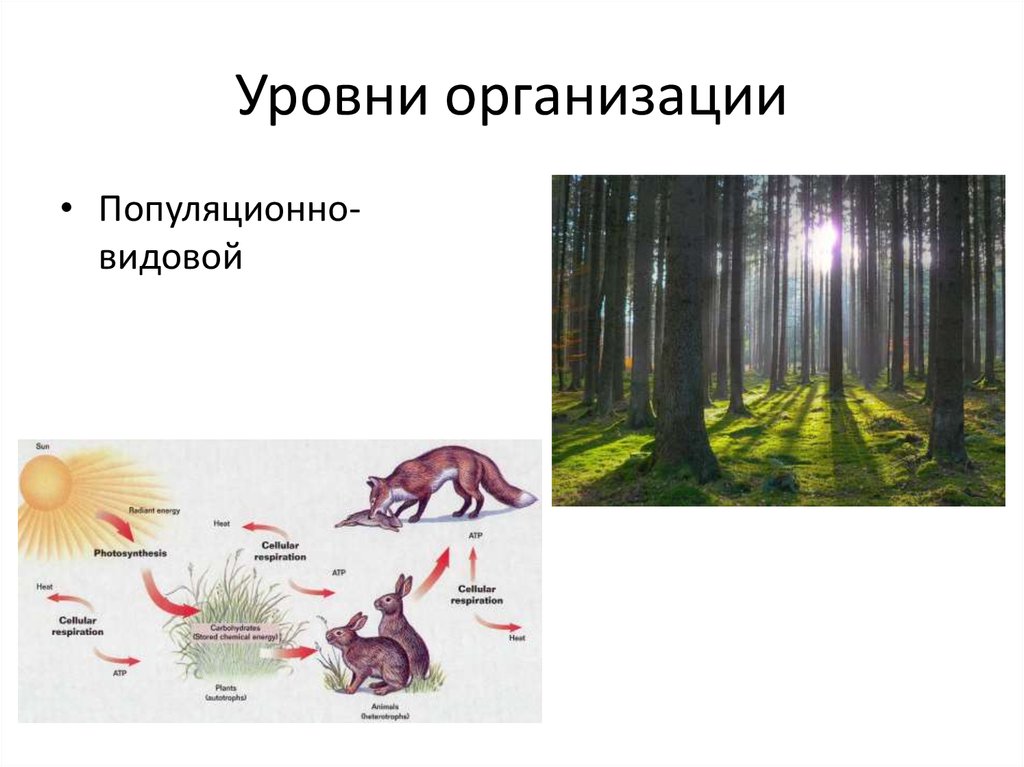 Уровни организации рисунок. Популяционно-видовой уровень организации. Популяционно-видовой уровень организации жизни. Видовой уровень организации жизни. Примеры популяционно-видового уровня организации.