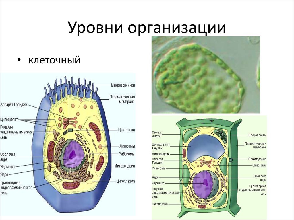 Общая организация клетки. Роль клеточного уровня организации жизни.. Клеточный уровень организации организма. Клеточный уровень биология 9 класс. Клеточный уровень организации живых организмов это.