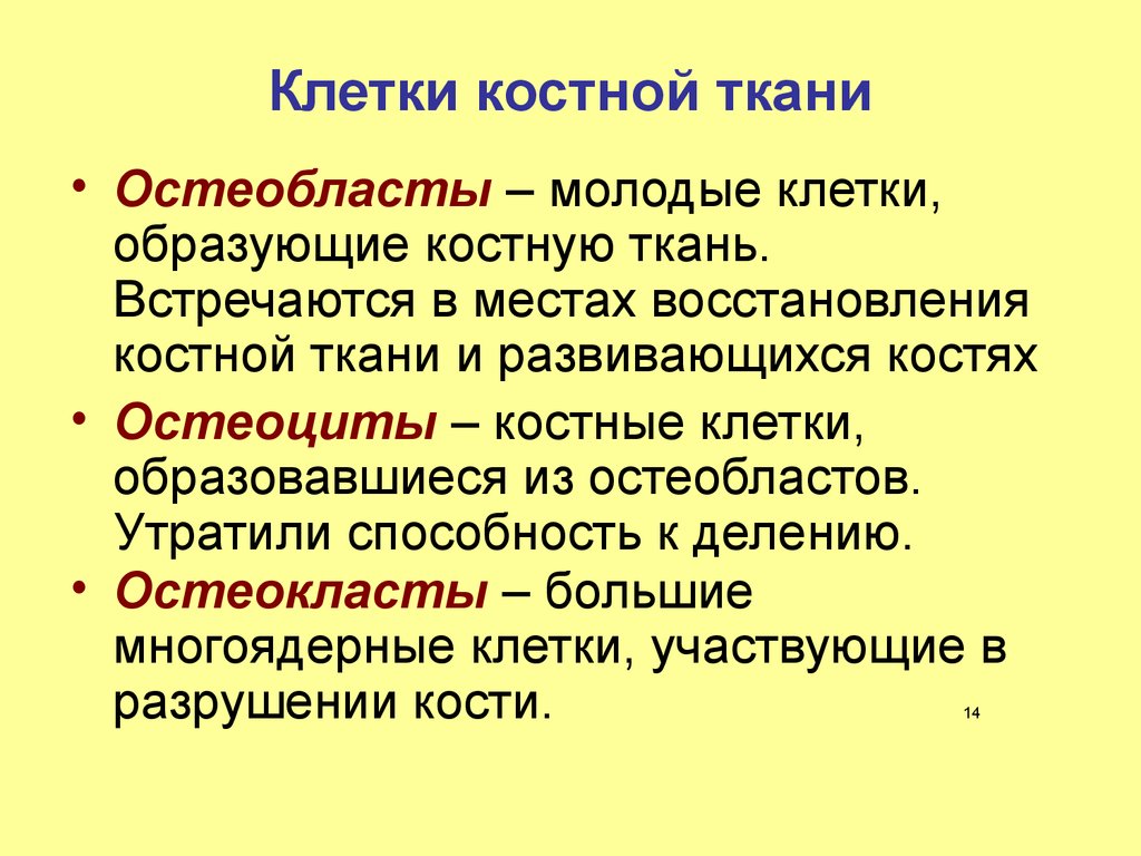 Функции клеток тканей