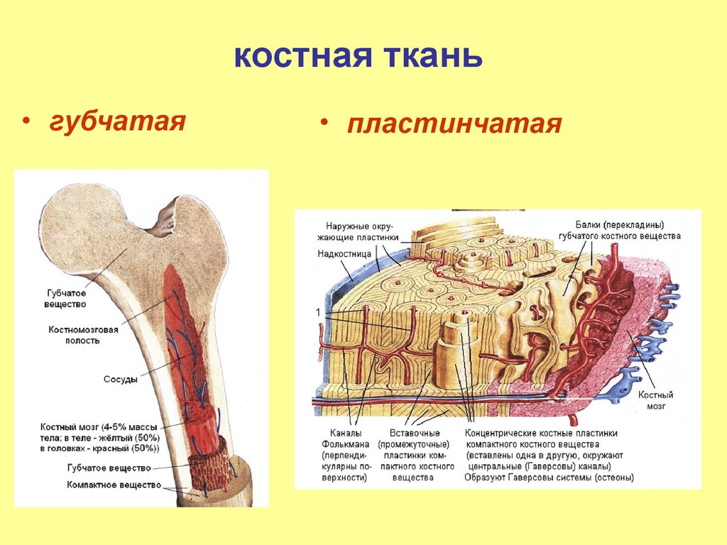 Что находится в губчатой кости. Пластинчатая губчатая костная ткань. Пластинчатая костная ткань остеобласты. Пластинчатая трабекулярная костная ткань. Классификация костной ткани анатомия.
